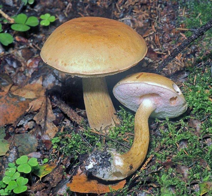 Tylopilus felleus bitter bolete