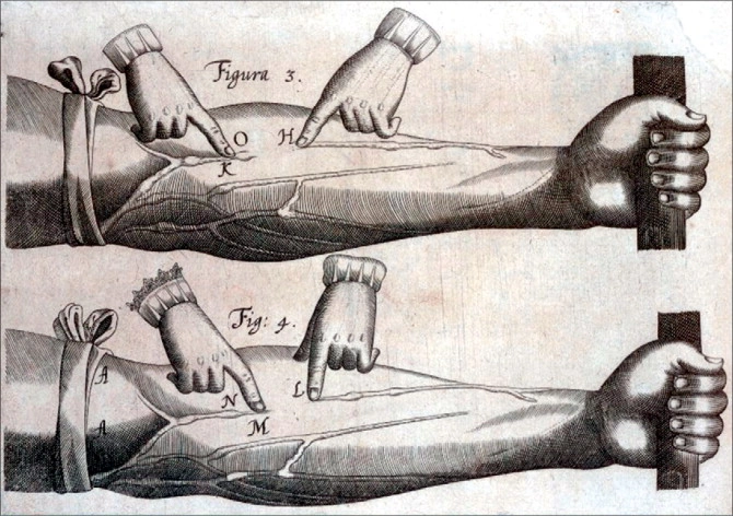 William Harveys experiments with blood curculation in veins