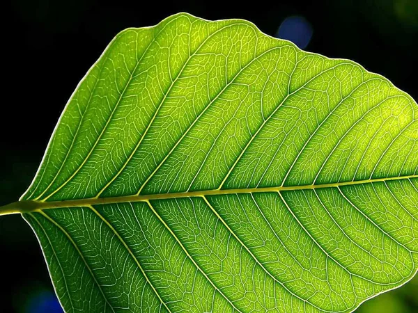 Forest canopy representing ecosystems