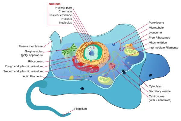 Diagram of an animal cell structure for cell biology quiz
