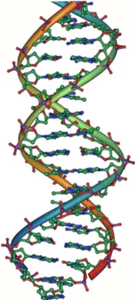DNA double helix structure diagram for genetics quiz