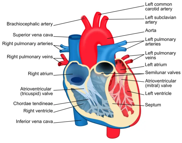 Human heart anatomy diagram for body systems quiz
