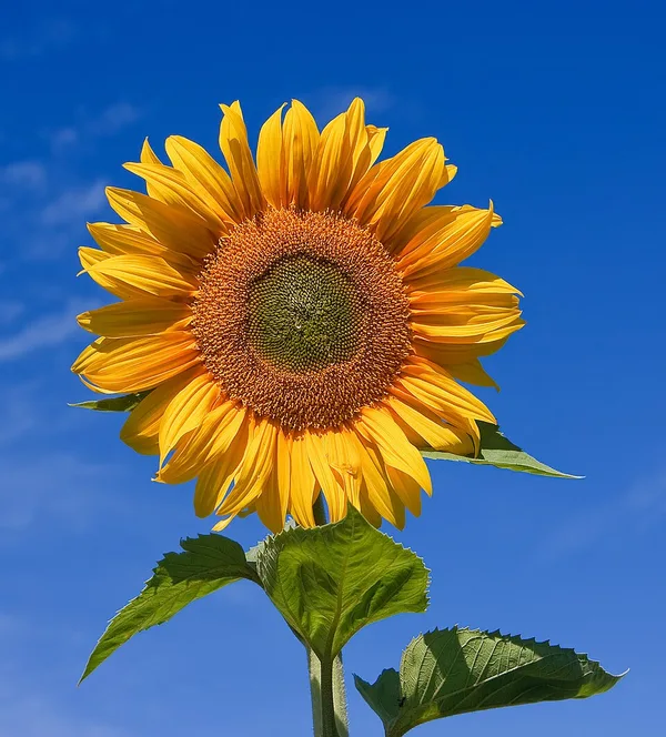 Sunflowers in sunlight illustrating photosynthesis