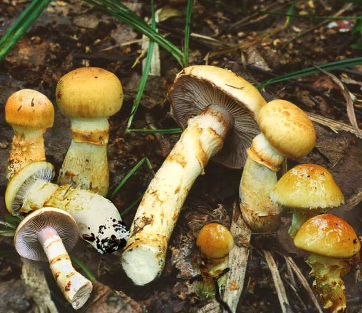 Webcaps mushrooms are very toxic
