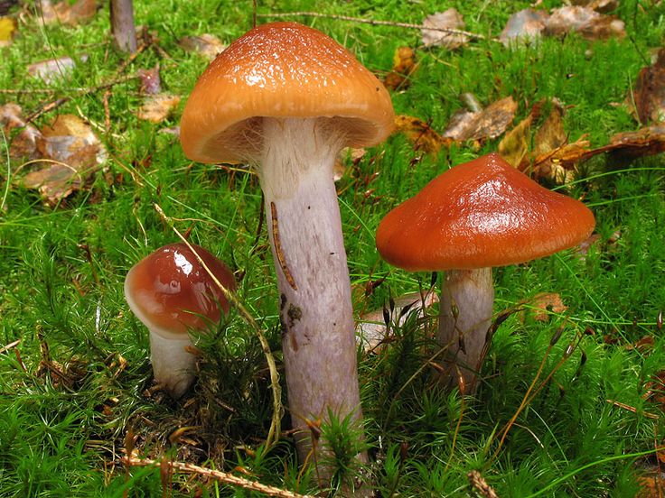 Webcaps