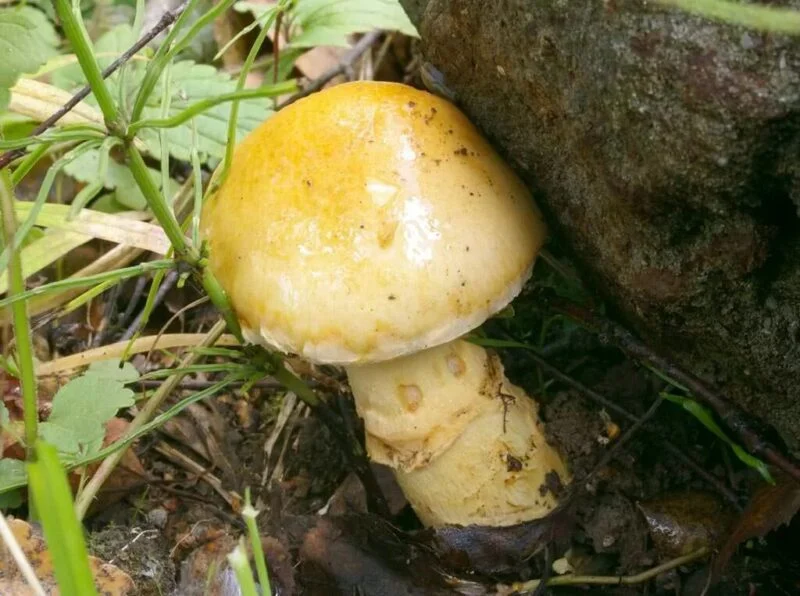 A young webcap mushroom
