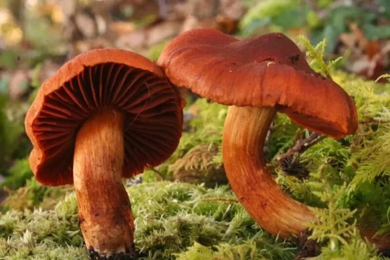 The most dangerous webcaps