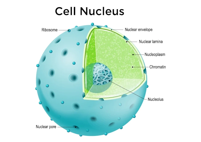 Cell nucleus structure